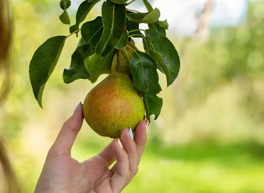 Pyrus communis 'Bosc´s Flaschenbirne'