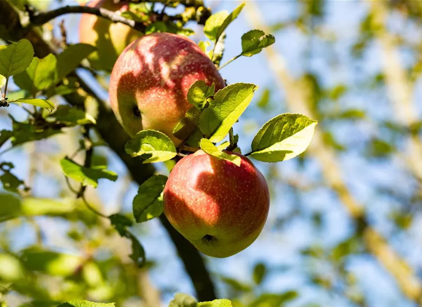 Malus domestica 'Iserapfel'