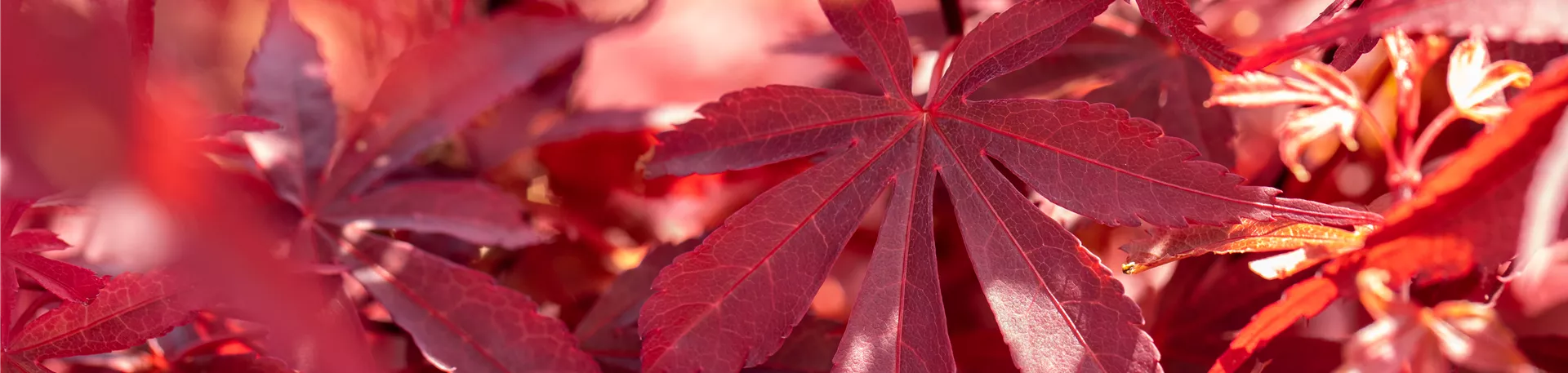 Acer palmatum 'Skeeter´s Broom'