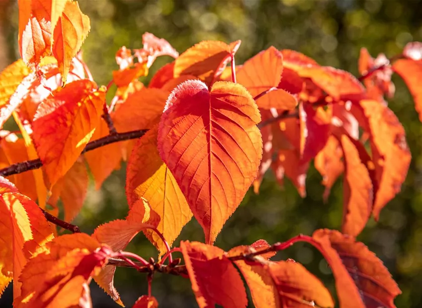 Blätter in Herbstfärbung