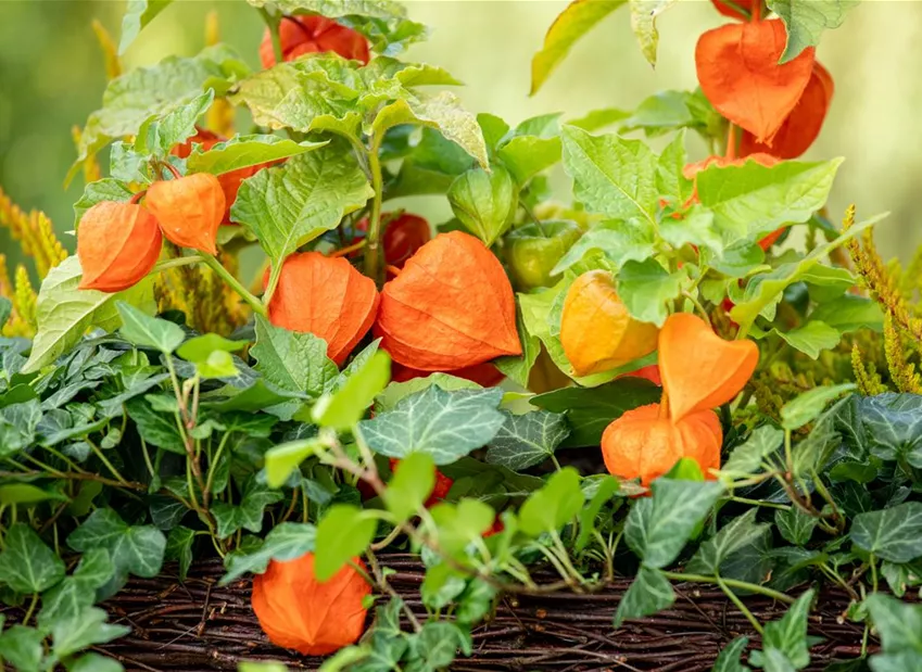 Herbstdeko - Bepflanzter Balkonkasten mit Physalis