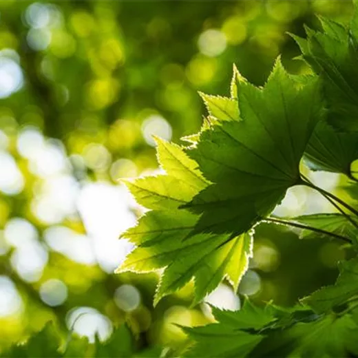 Ahorn im Garten – Blüten, Blätter und Co.