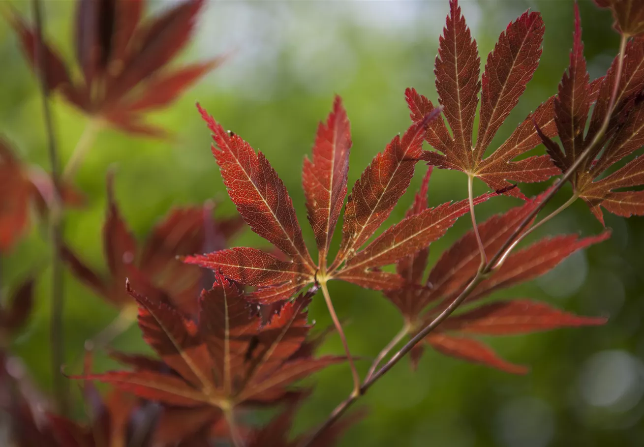 Acer palmatum