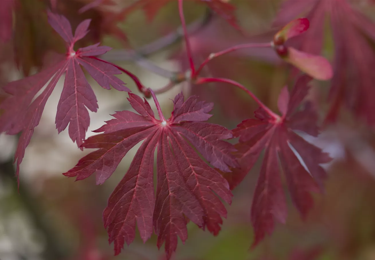 Acer japonicum