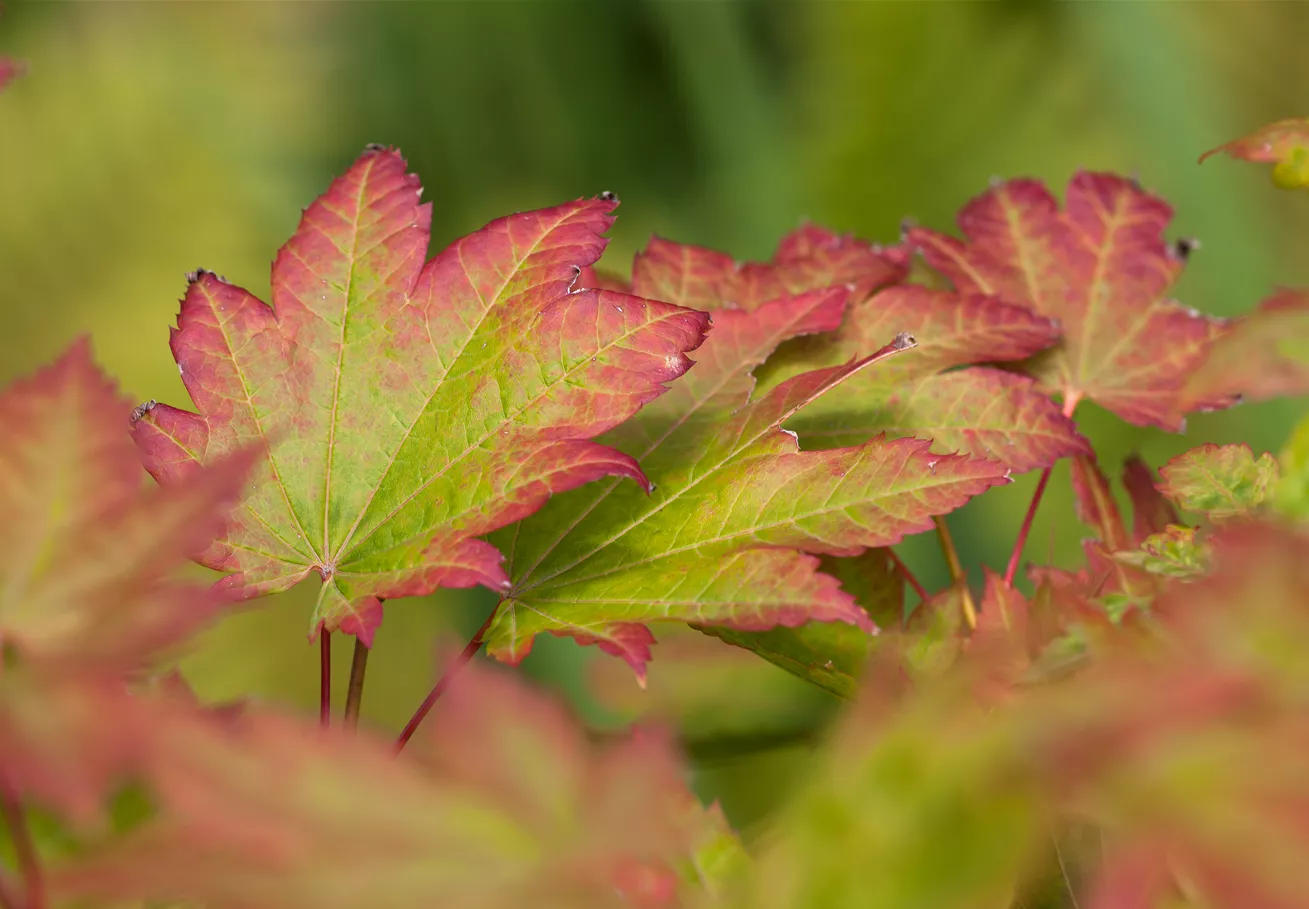 Acer japonicum 'Vitifolium'