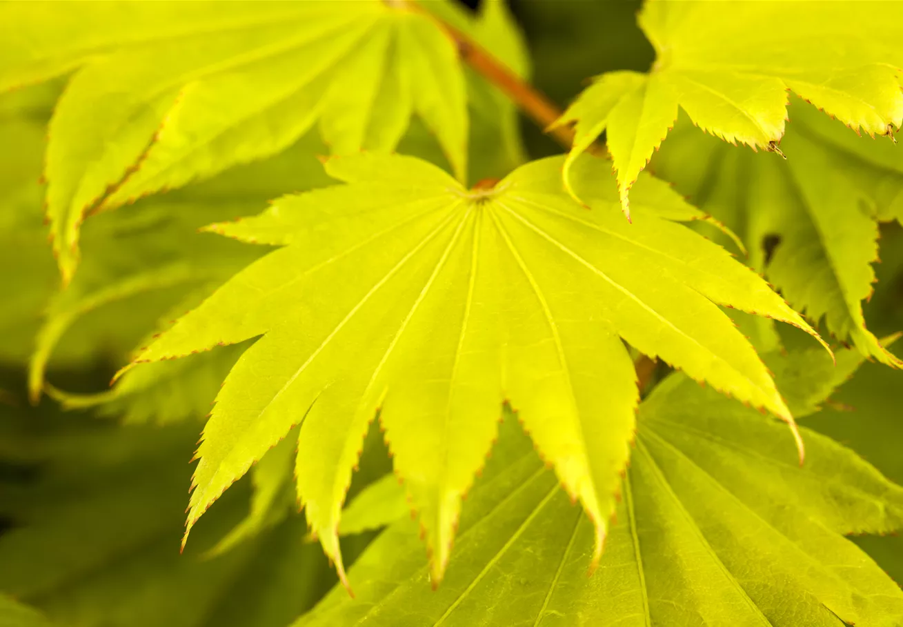 Acer shirasawanum