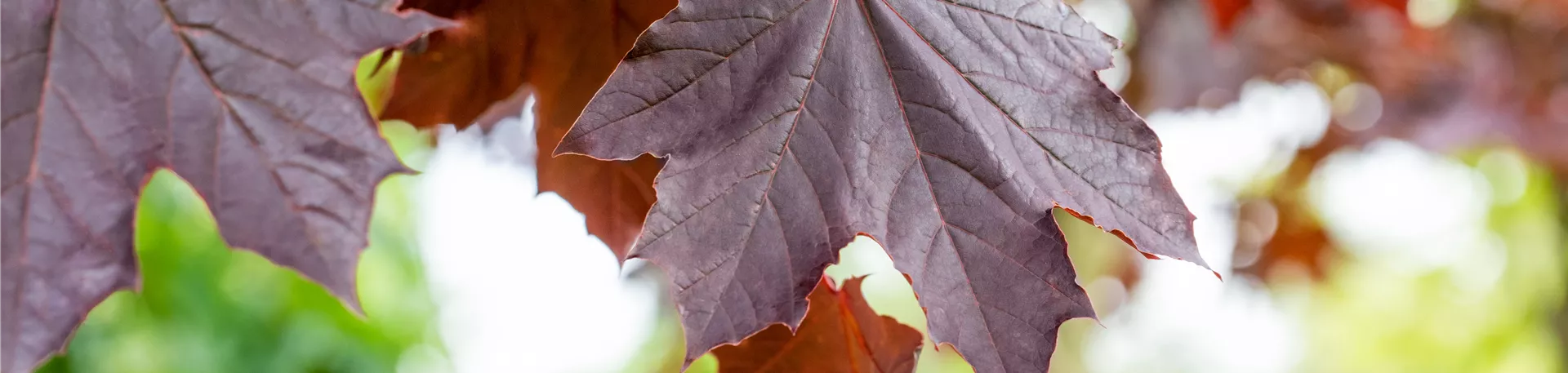 Acer platanoides 'Crimson Sentry'