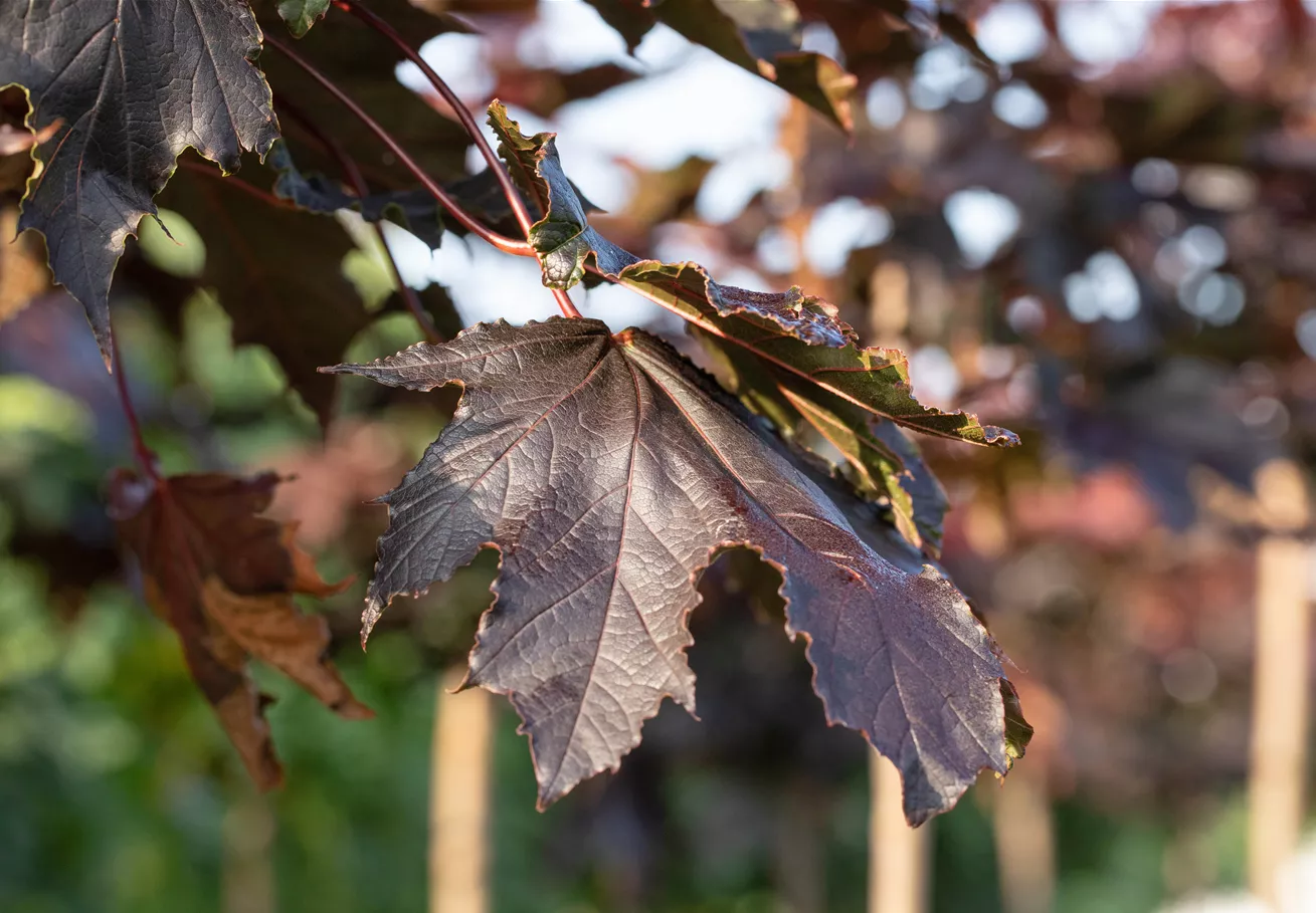 Acer platanoides 'Crimson Sentry'