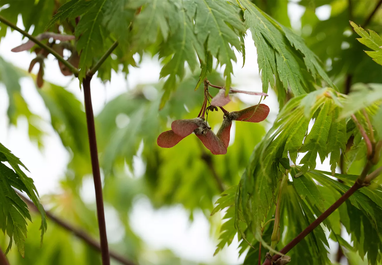 Acer japonicum 'Aconitifolium'