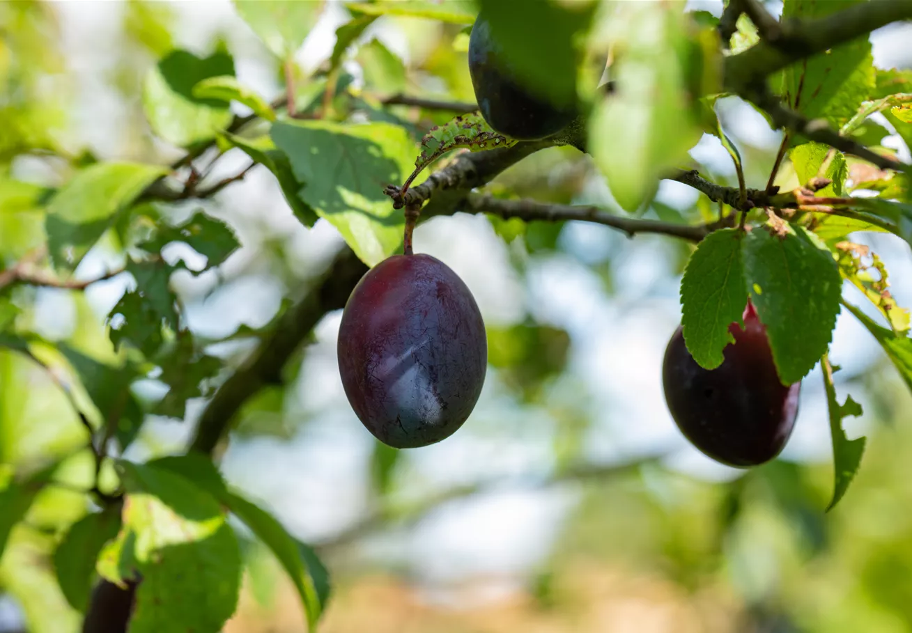 Prunus domestica subsp. domestica