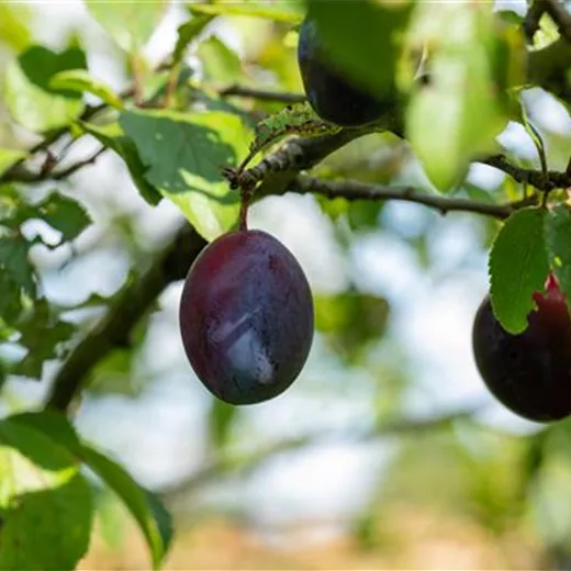 Die besten Obstpflanzen für den Garten