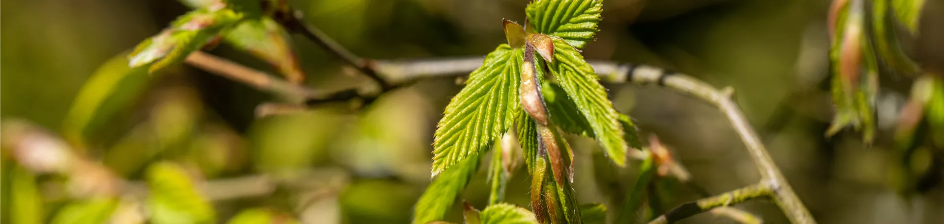 Carpinus betulus