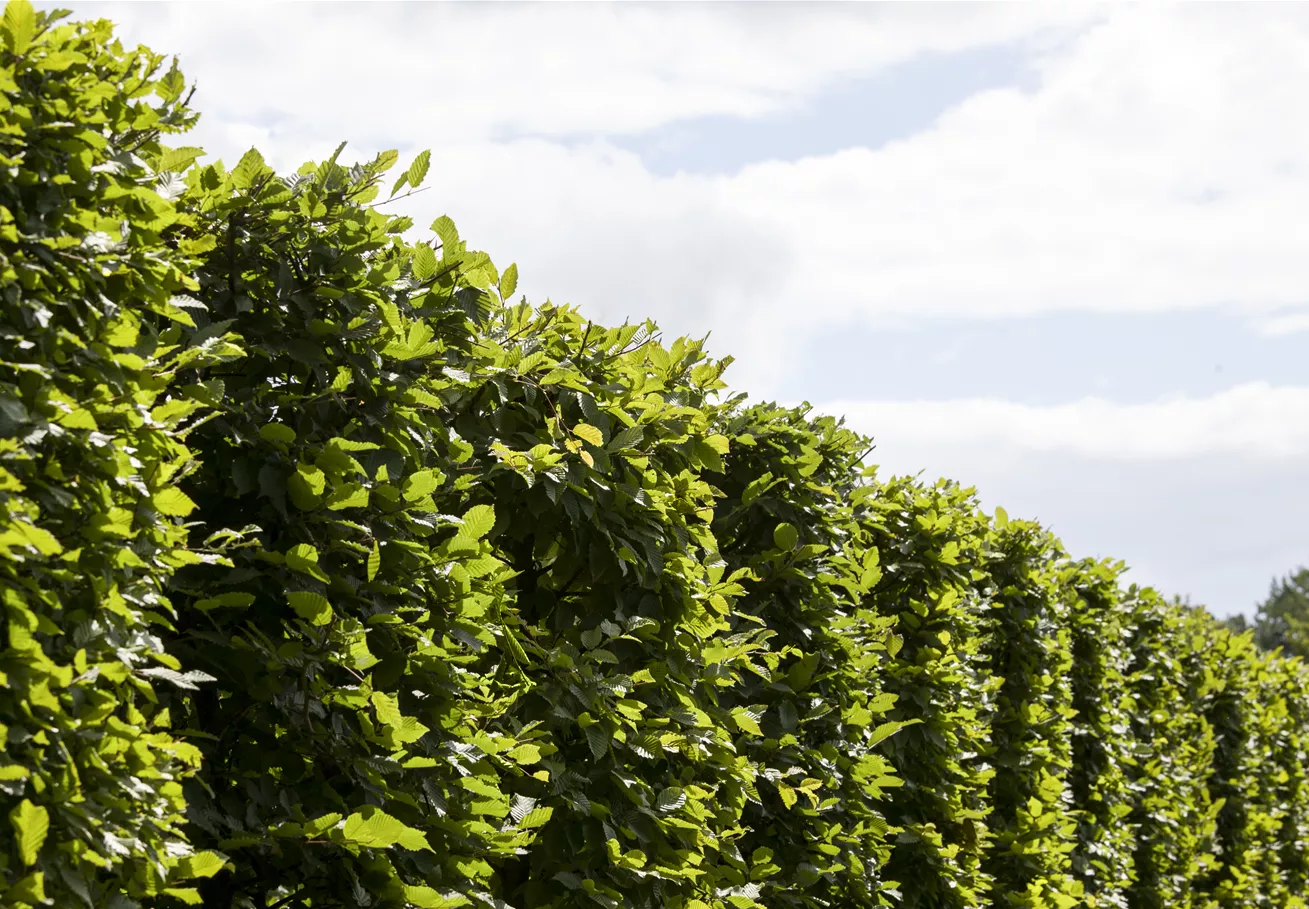 Carpinus betulus 'Frans Fontaine'