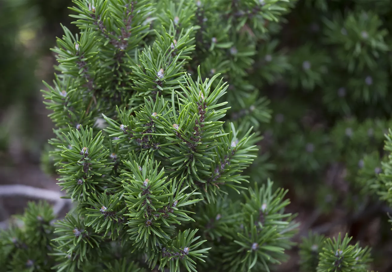 Pinus banksiana 'Winnipeg'