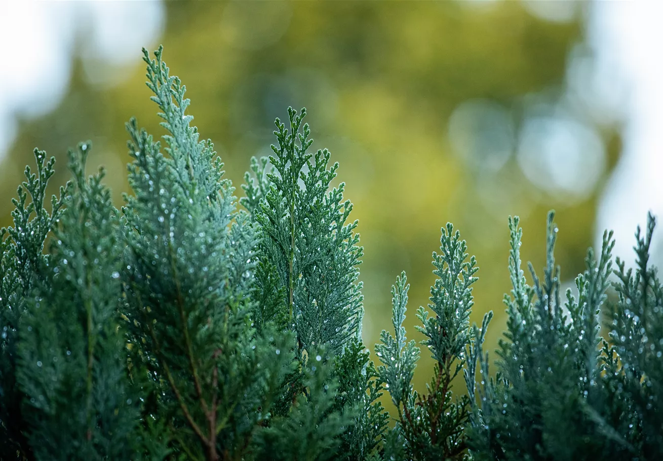 Chamaecyparis lawsoniana, blau