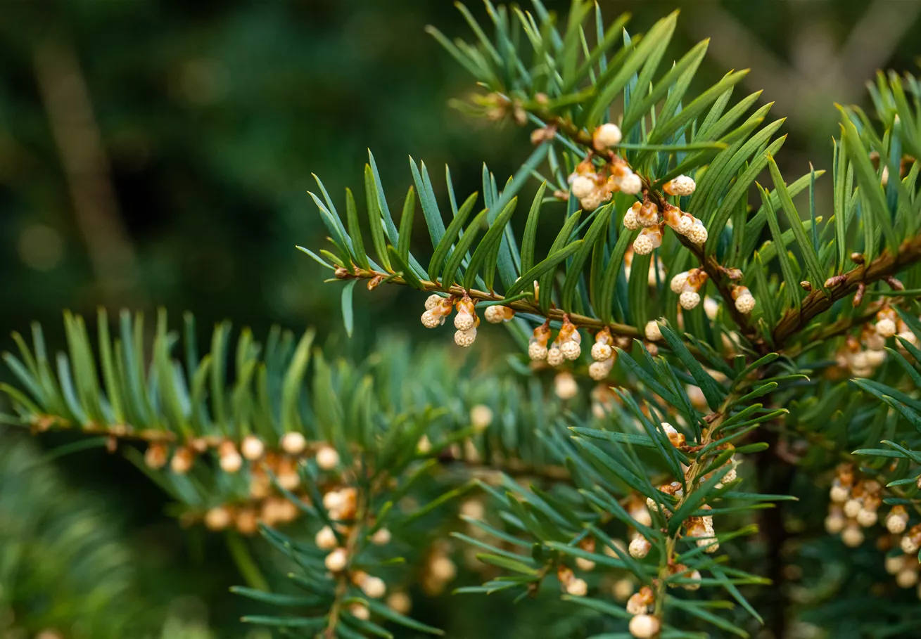 Taxus baccata