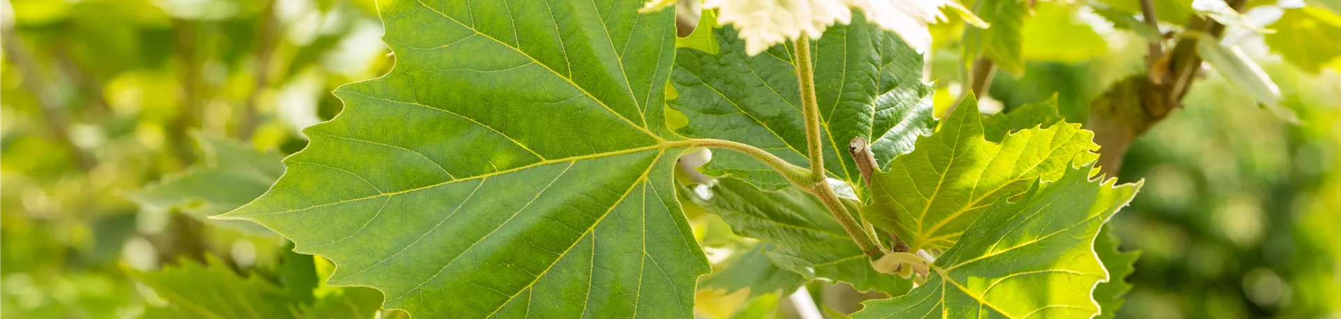 Platanus x hispanica 'Alphens Globe'