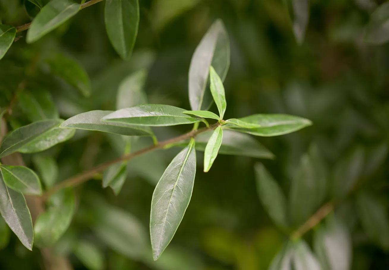 Ligustrum vulgare