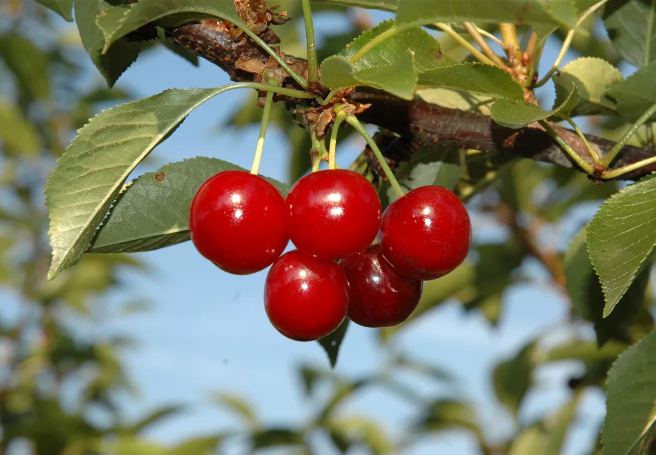 Prunus cerasus 'Vowi'(s)