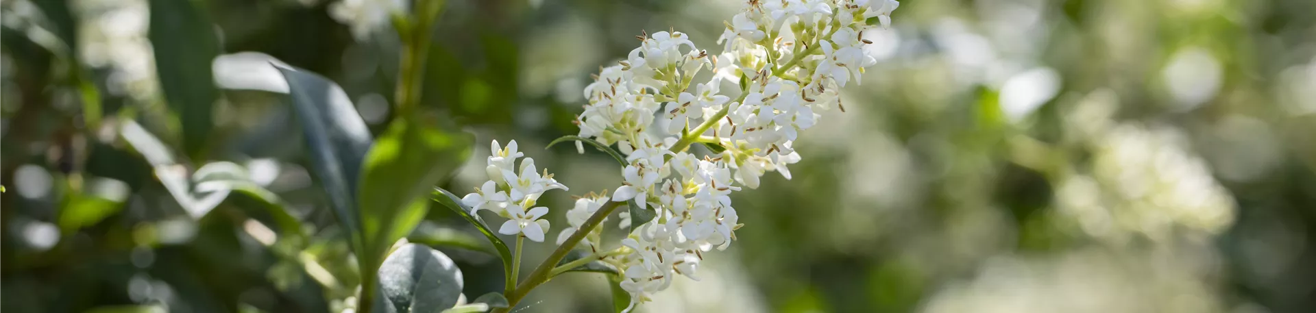 Ligustrum vulgare