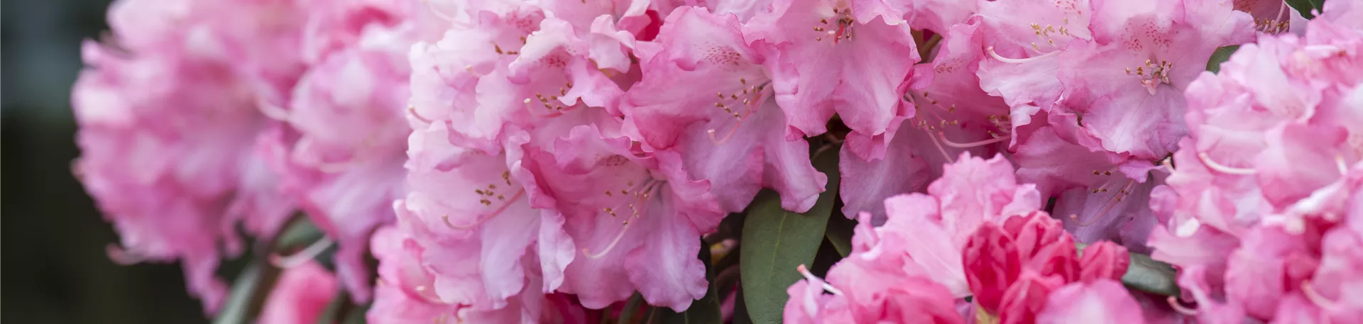 Rhododendron yakushimanum, rosa