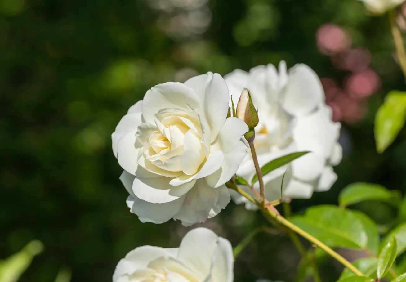 Strauchrose, weiß