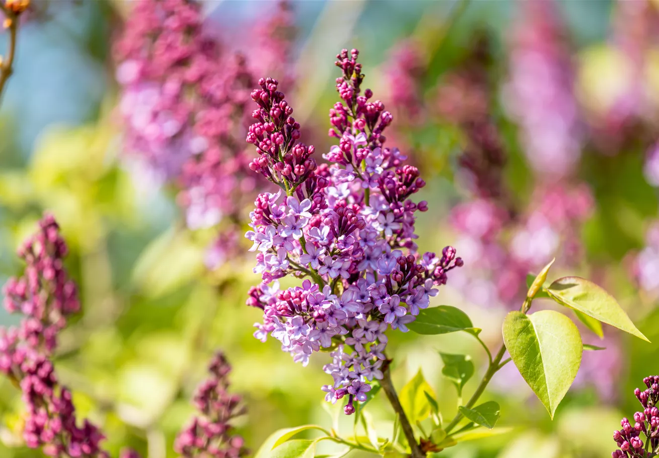 Syringa meyeri