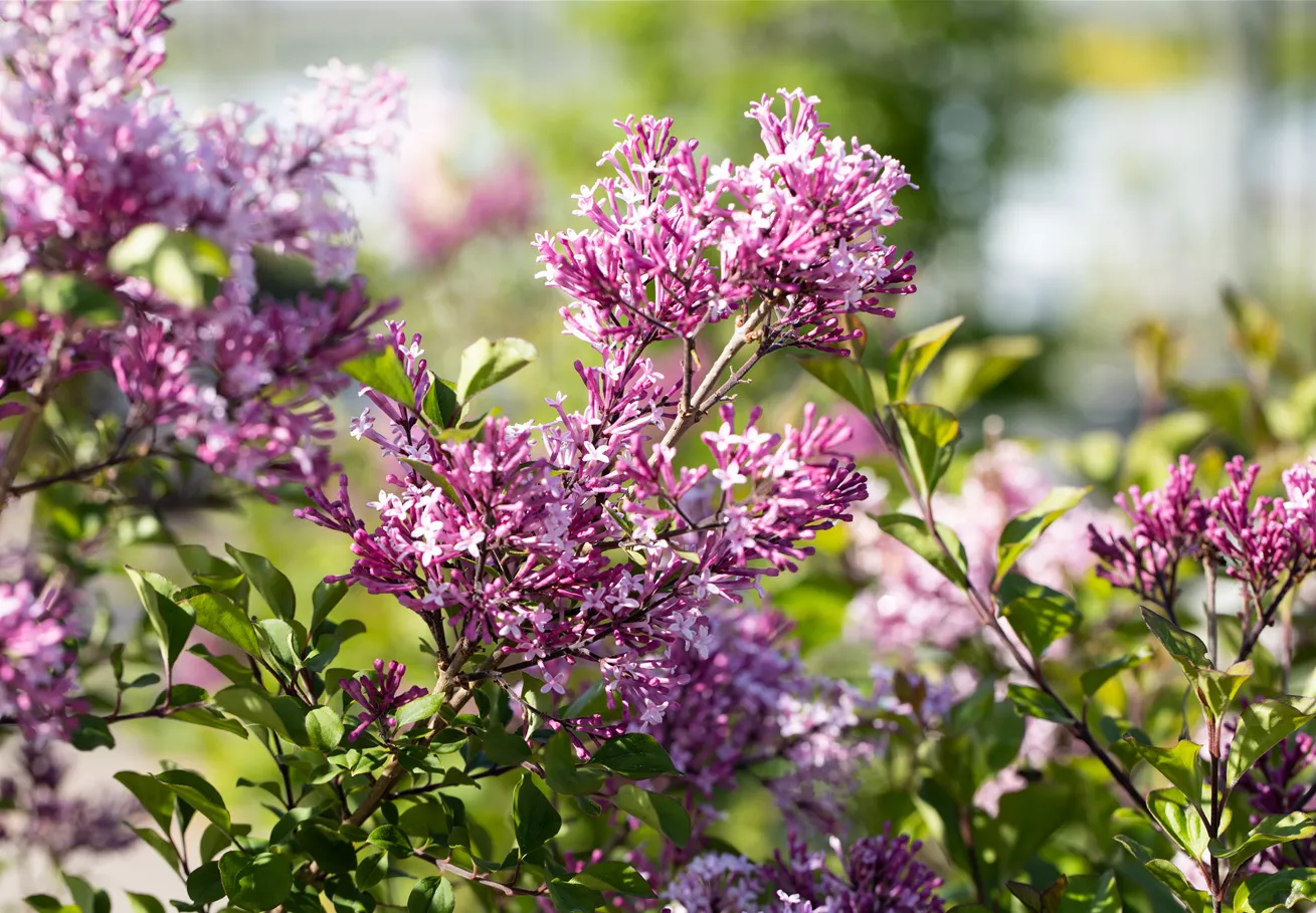 Syringa meyeri 'Palibin'