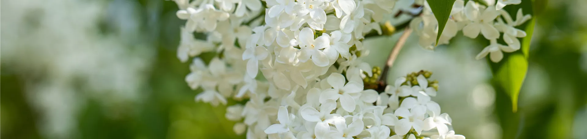 Syringa hyacinthiflora 'Sister Justena'