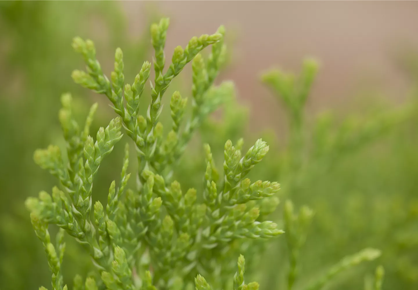 Thuja occidentalis 'Jantar'