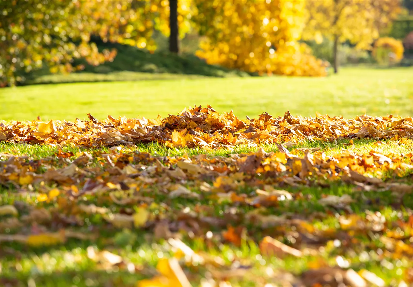 Herbst - Laub auf Rasen