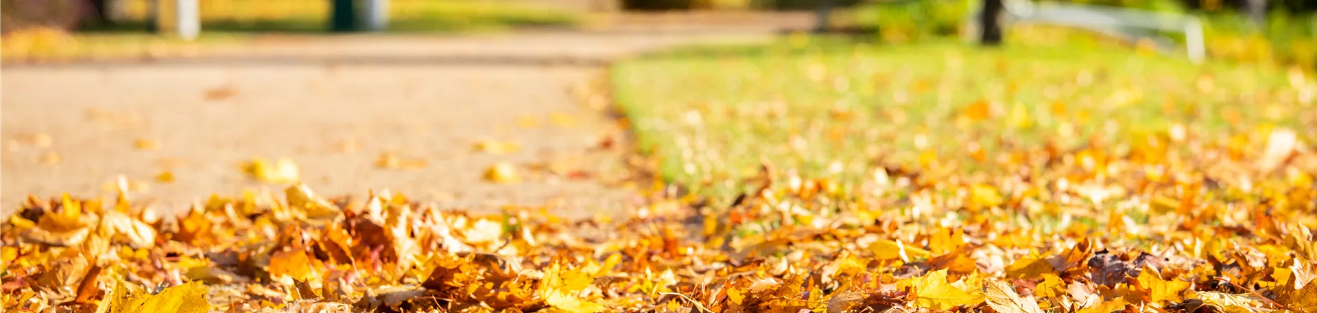 Herbstlaub auf Weg