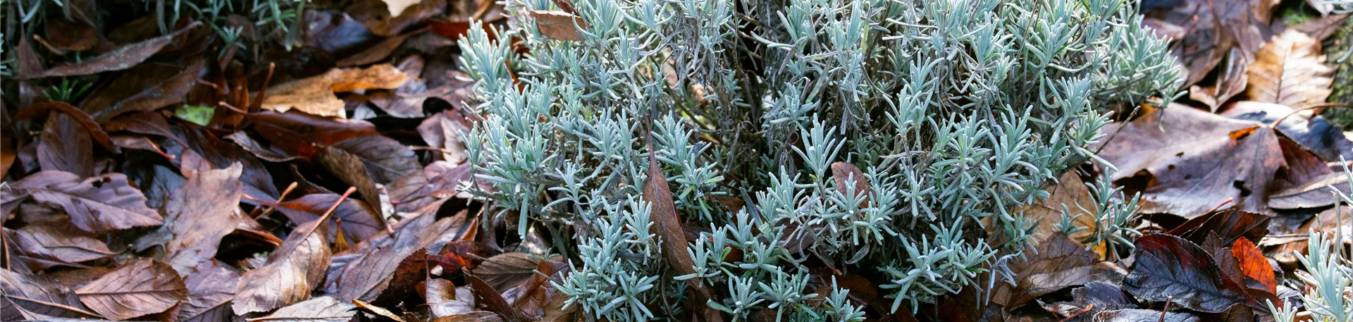 Laub als Frostschutz