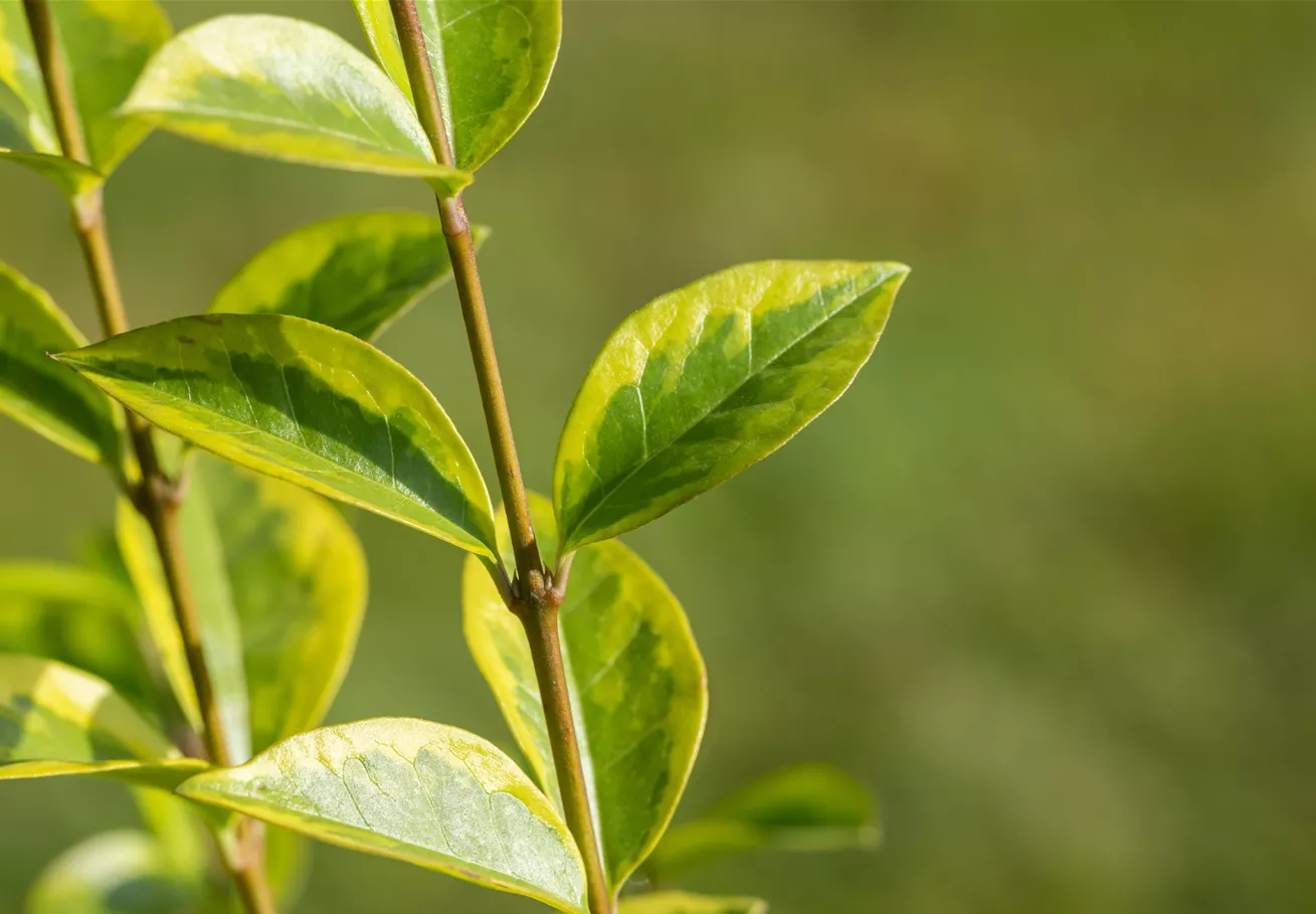 Ligustrum ovalifolium 'Aureum'