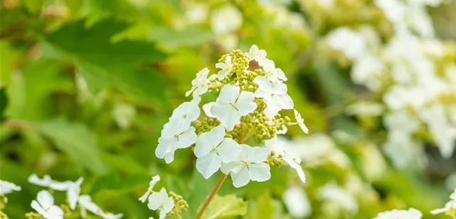 Hydrangea quercifolia 'Ice Crystal'®