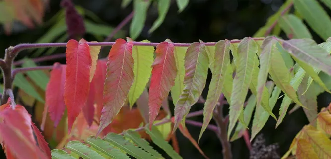 Rhus typhina