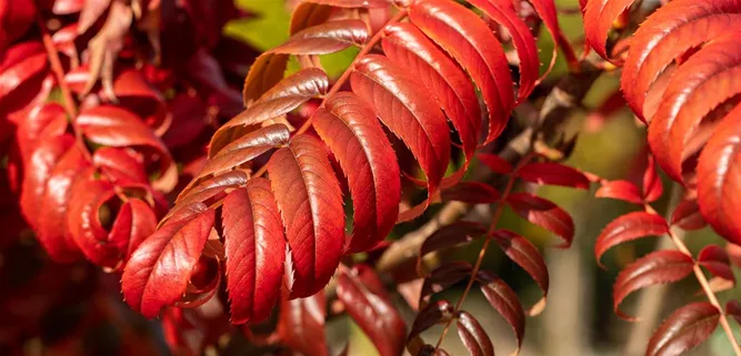 Rhus typhina