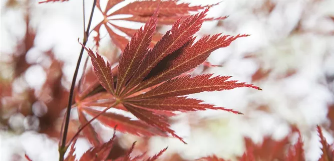 Acer palmatum