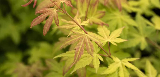 Acer palmatum 'Orange Dream'