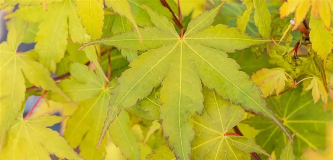 Acer palmatum 'Sangokaku'