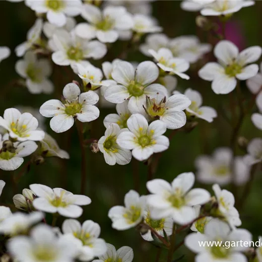 Garten-Moos-Steinbrech 'White Pixie' Garten-Moos-Steinbrech 'White Pixie'