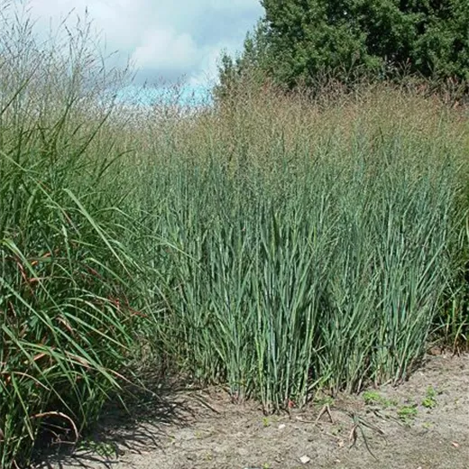 Garten-Ruten-Hirse 'Heavy Metal' Garten-Ruten-Hirse 'Heavy Metal'