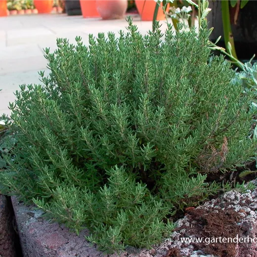 Gedrungener Garten-Thymian Gedrungener Garten-Thymian