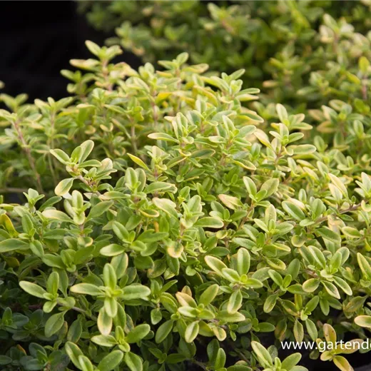 Garten-Thymian 'Golden Dwarf' Garten-Thymian 'Golden Dwarf'