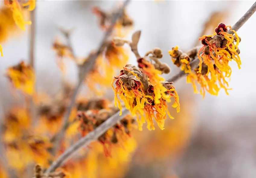 Winter - Zaubernuss im Schnee