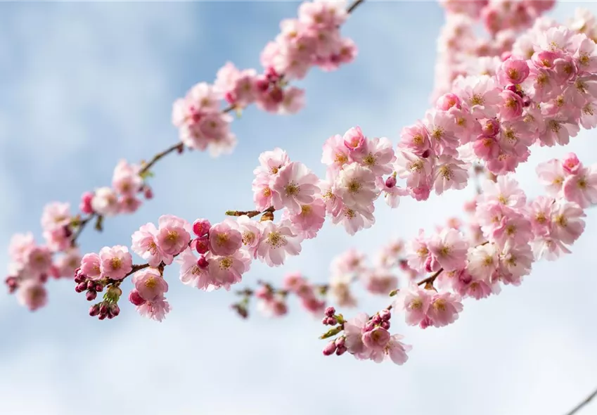 Prunus subhirtella 'Accolade'