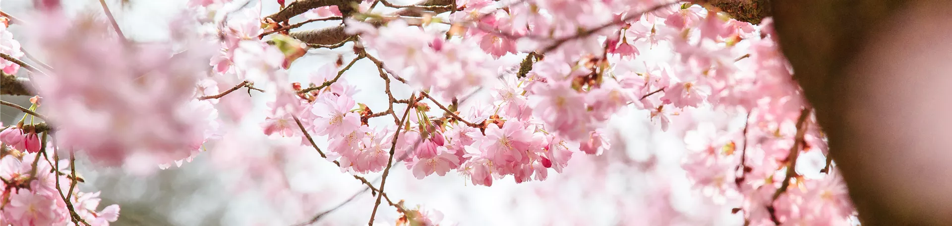 Prunus subhirtella 'Accolade'