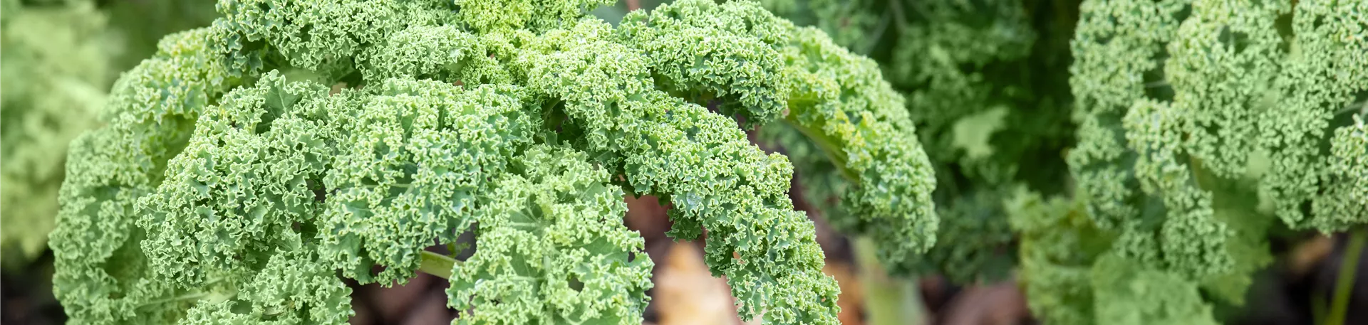 Brassica oleracea var. sabellica