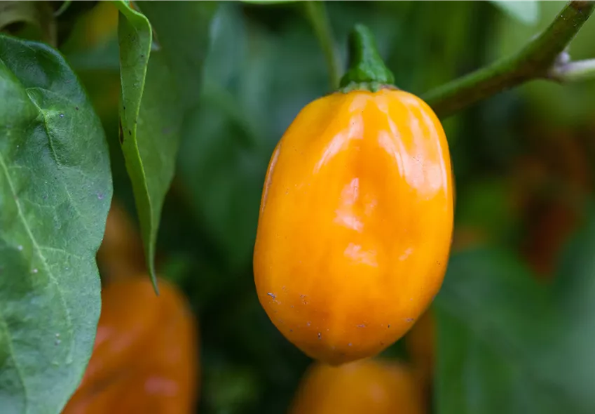 Capsicum chinense 'Habanero Lemon'