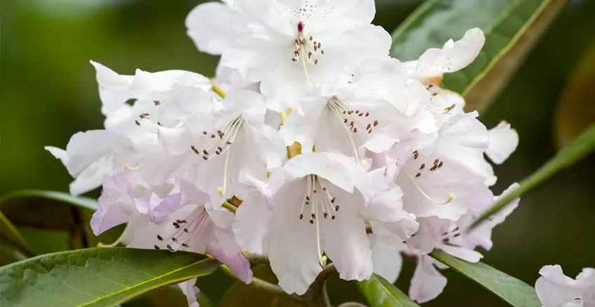 Rhododendronerde kaufen für hübsche Blüten